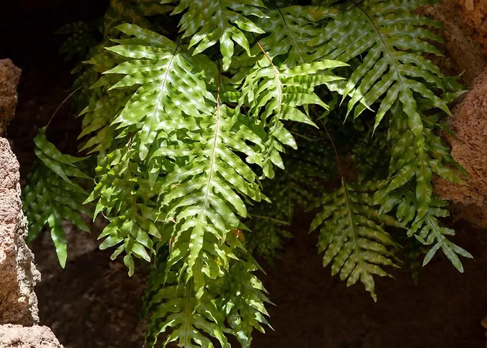 Fajanas De Galdar בית כפרי